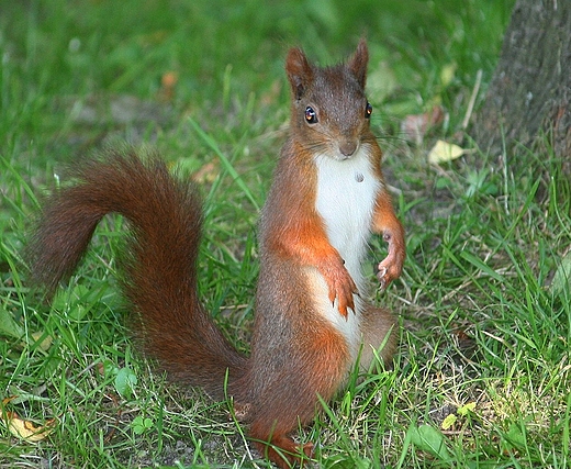 Zakłopotana
