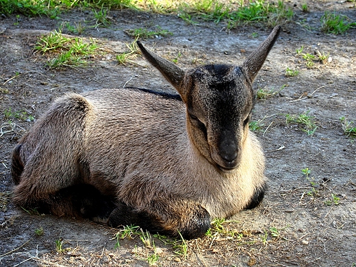 W zoologicznym dziecicu.