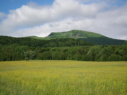 Tarnica