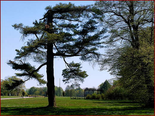 Zesp paacowo parkowy w  wierklacu - fragment parku