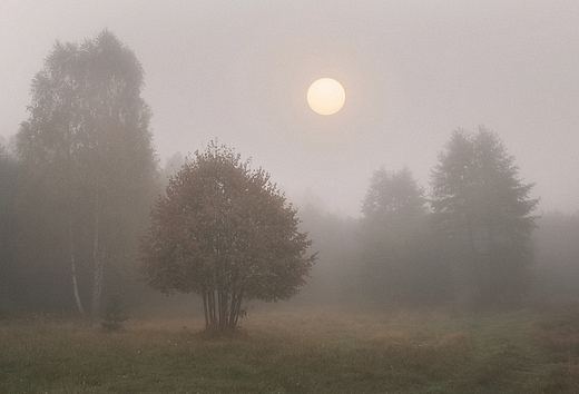 Lena polana. Kochany