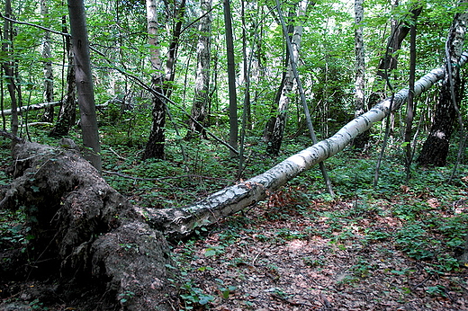 Smole - w drodze do zamczyska