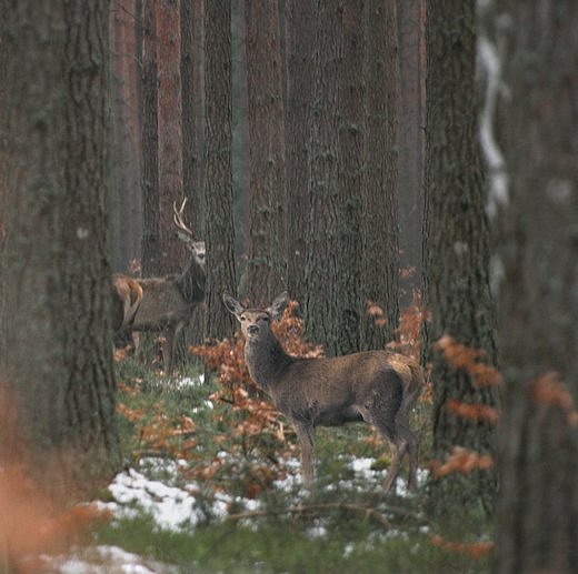 Jelenie szlachetne. Lasy Janowskie