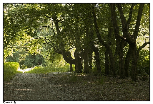 Kotowiecko - fragment XIX wiecznego parku