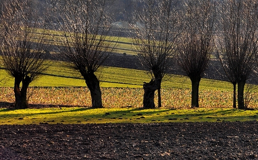 Wierzby w gminie Michaowice