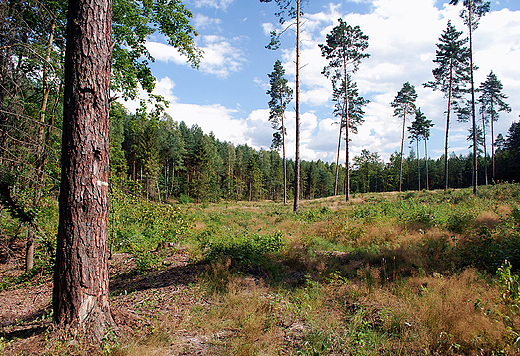 Jura Krakowsko-Czstochowska. Fragment lasw zotopotockich.