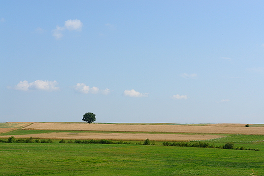 Pola Podzamcza Piekoszowskiego.