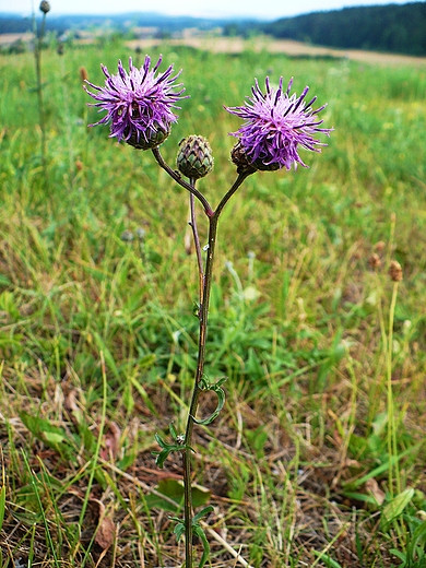 Chaber driakiewnik