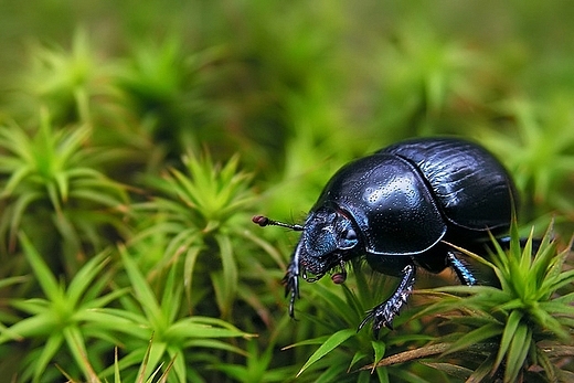 Geotrupes stercorosus (uk leny) - lena suba porzdkowa