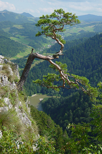 Widok na Dunajec z Sokolicy