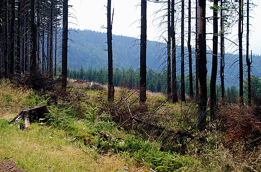 Widok ze szlaku Szyndzielnia-Botny.