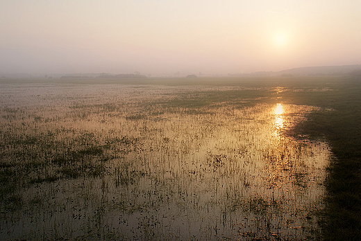 Narew w okolicy Zotorii. Podlasie