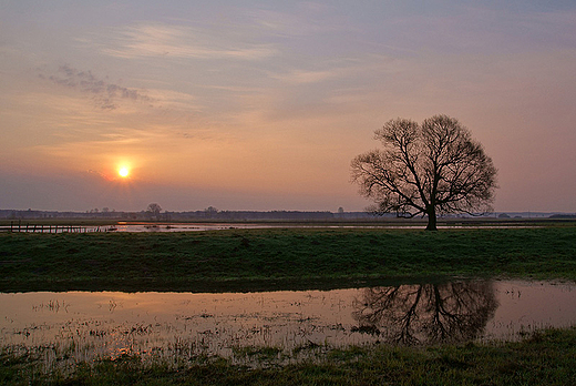 Wiosenne rozlewisko - Narew w okolicy Zlotorii