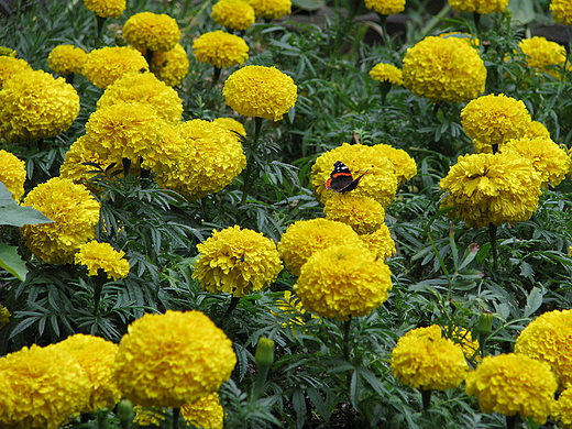 Ogrd Botaniczny w Warszawie