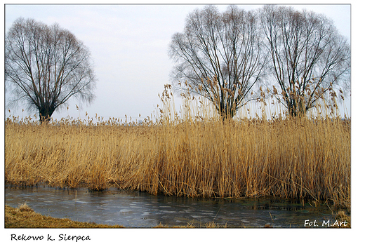 Rekowo - mazowieckie wierzby