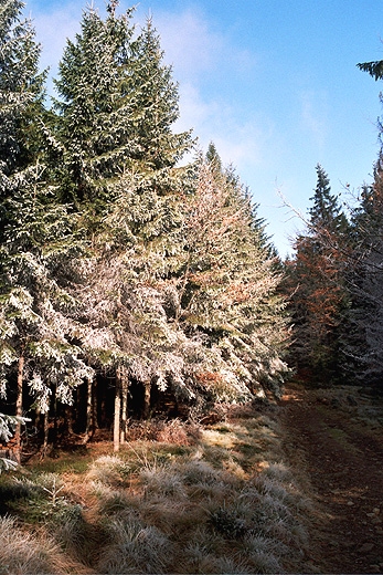 Prze. Trzebuska pomidzy Czerniaw Such a Jaowcem. Beskid ywiecki