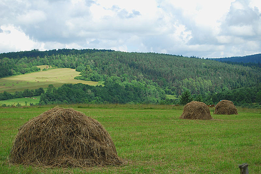 W drodze do Kwiatonia. Zielono