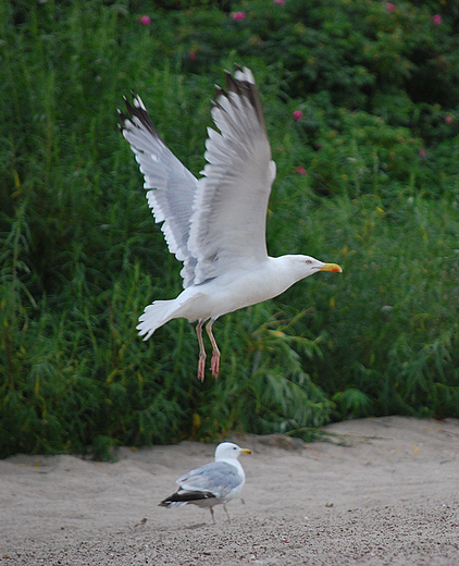 Mewy na play. Ustka