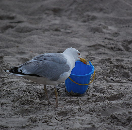 Ciekawska mewa. Ustka