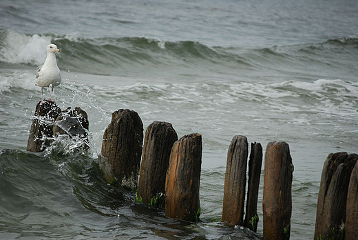 Mewa na falochronie. Ustka