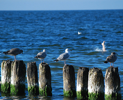 Prawie jak Ikar. Ustka