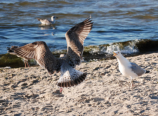 Mewia ktnia. Ciekawe o co...Ustka