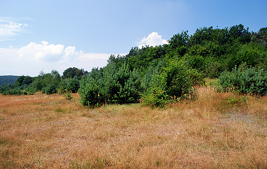 Krajobraz z okolic wsi Podlesice na Jurze Krakowsko-Czstochowskiej.