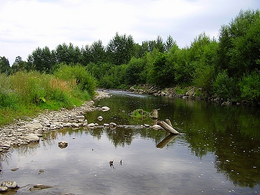 Rzeka Koszarawa w Jeleśni