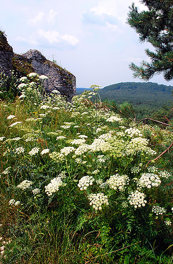 Jura Krakowsko-Czstochowska w pobliu Mirowa.