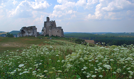 Mirw. Panorama zamku.