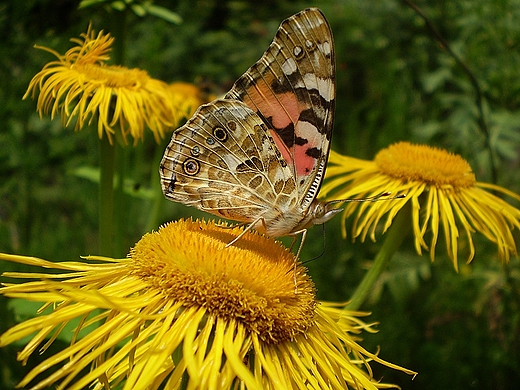 Motyl