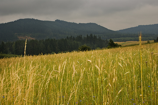 rejon Chemska lskiego