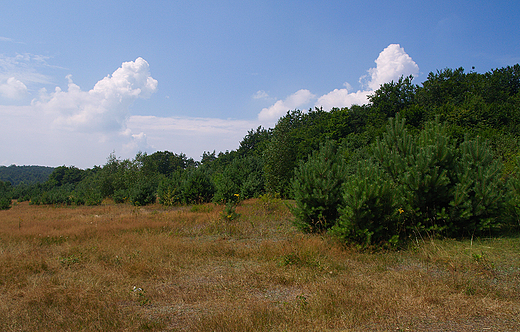 Krajobraz jurajski w okolicy Kroczyc.
