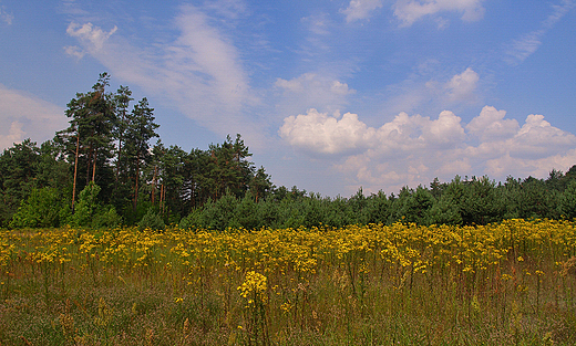 Pola porosnite zioami na terenie rezerwatu Gra Zborw.
