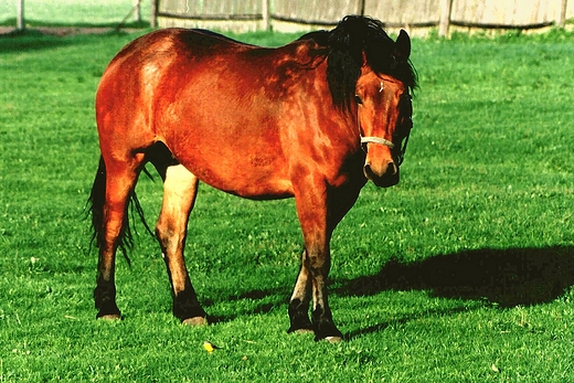 Zarzecze - koń i pliszka żółta