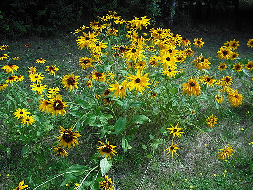 Szczypiorno. Rudbekie.