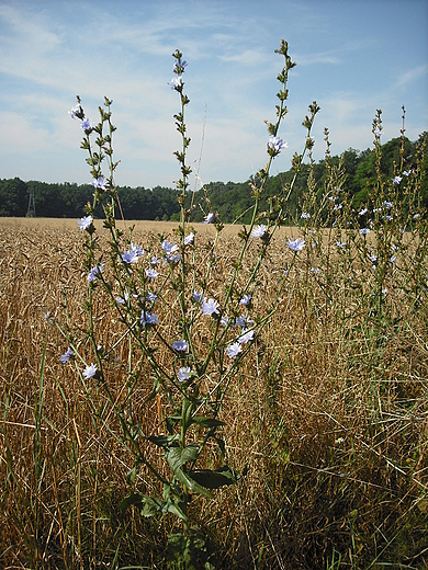 Szczypiorno. Cykoria podrnik.