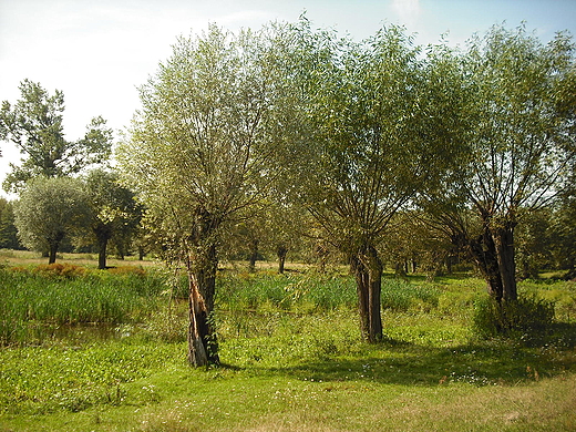 Szczypiorno. Nad Wkr.