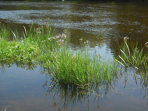 Szczypiorno. Nad Wkr.