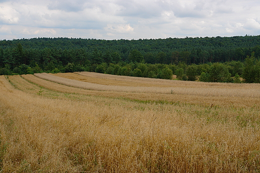 Podazie latem.