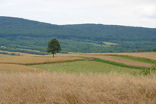 U stp Pasma Klonowskiego. Wicka