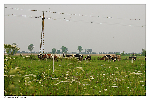 Wiejskie klimaty - Rzeszotary-Pszczele