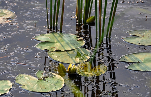 Flora staww witokrzyskich