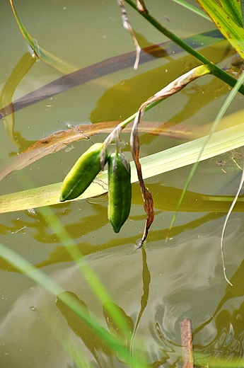 Flora staww witokrzyskich