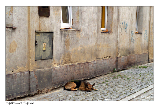 Zbkowice lskie - zauki