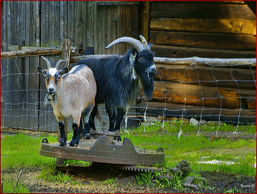 Skansen Zagroda Wsi Pszczyskiej w  Pszczynie