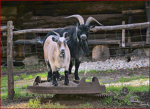 Skansen Zagroda Wsi Pszczyskiej w Pszczynie