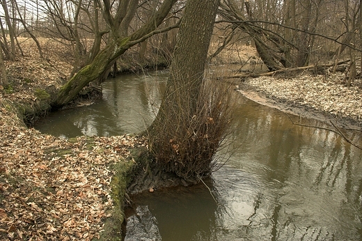 Rzeka Sanna. Irena