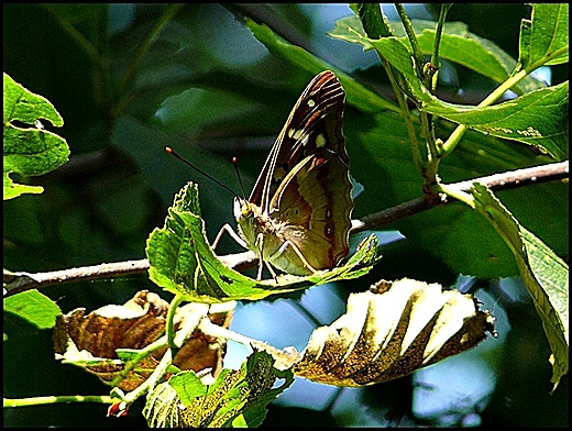 Motyl.