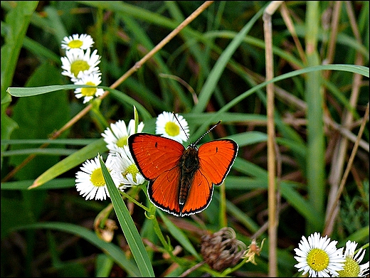 Na skraju lasu. Motyl.